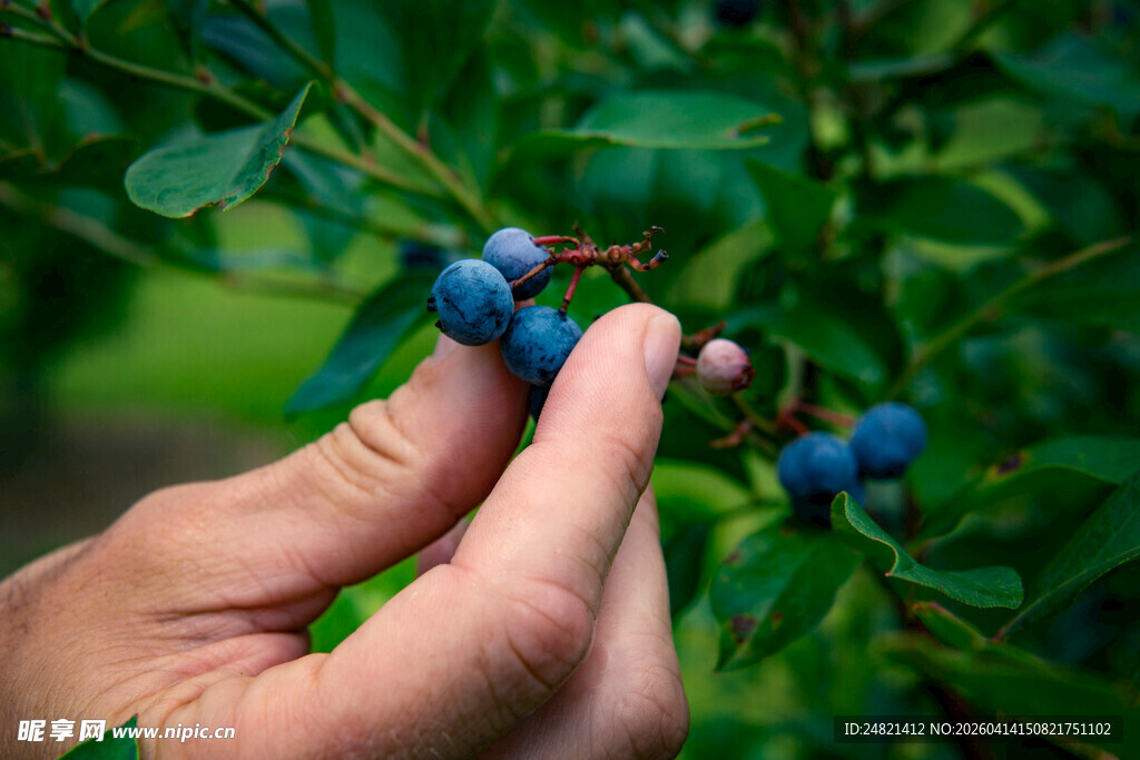 手摘饱满蓝莓