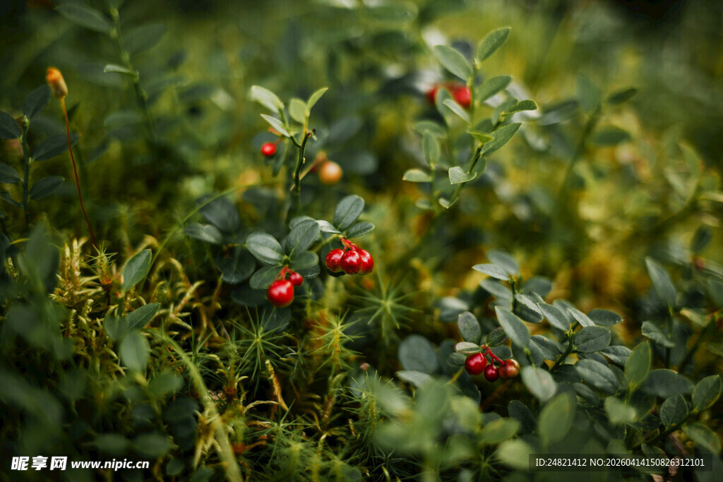 绿叶间的红浆果