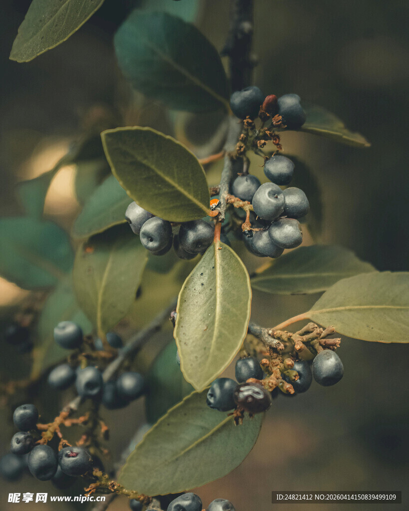 枝头蓝果绿叶相映成趣