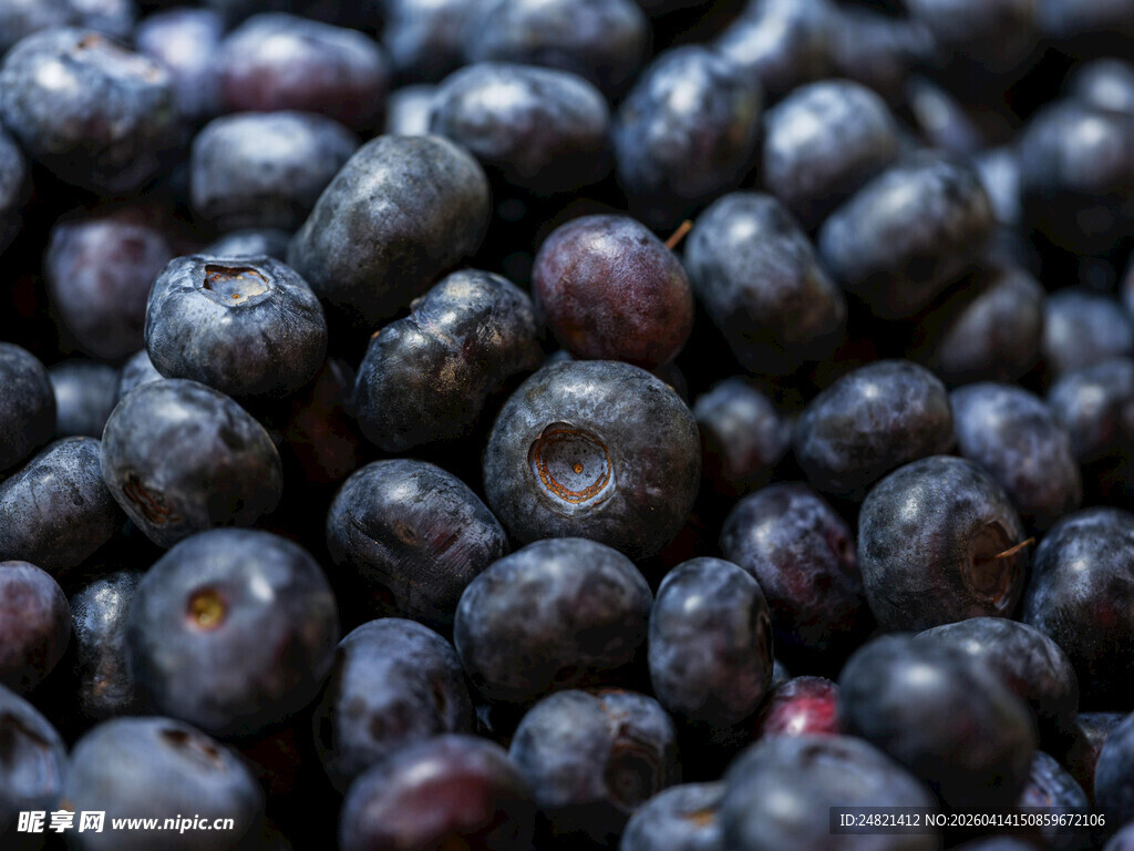 饱满蓝莓果实特写