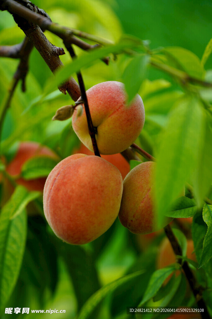 枝头鲜桃挂