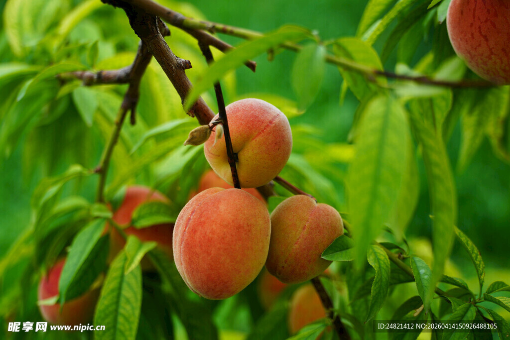 枝头鲜桃挂