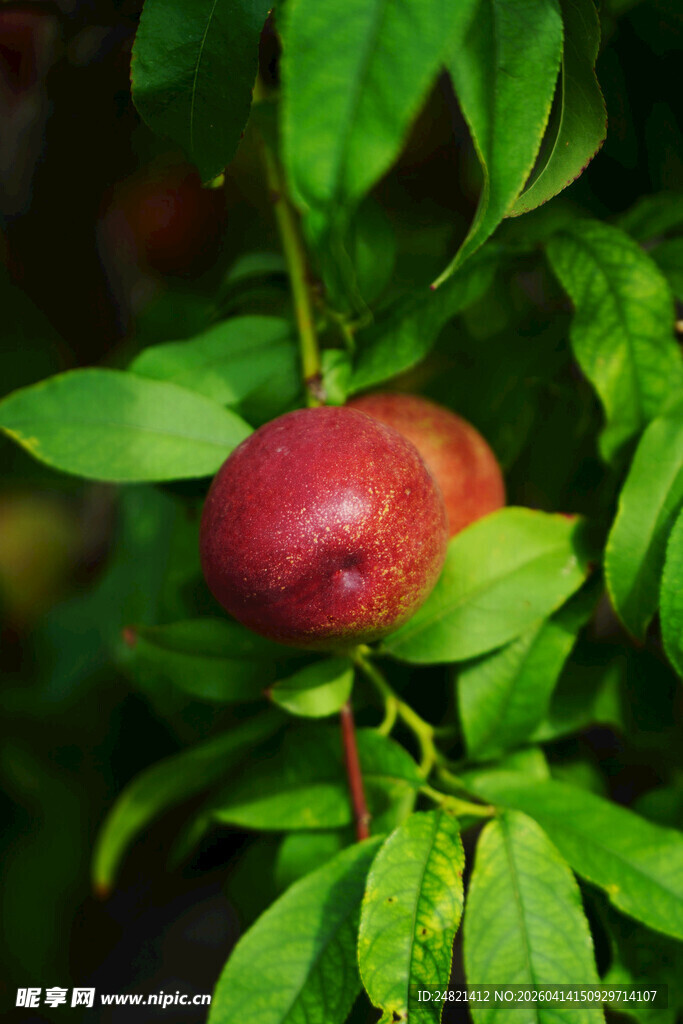 枝头红桃被绿叶环绕
