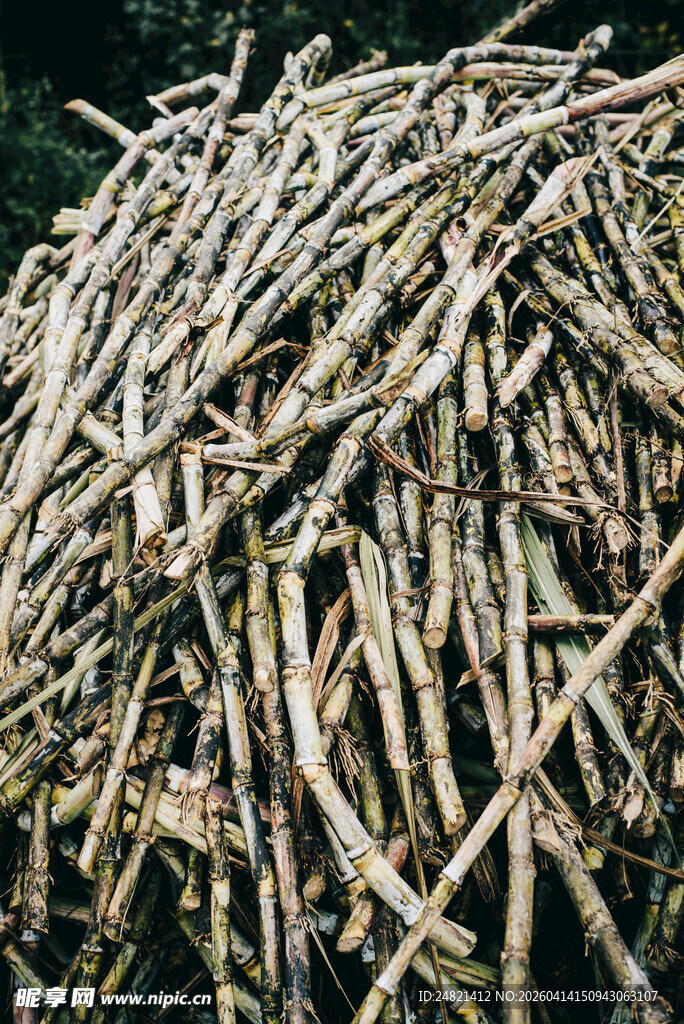 一堆甘蔗整齐堆放