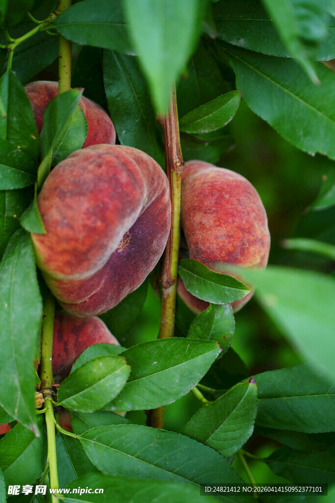 枝头鲜嫩桃子