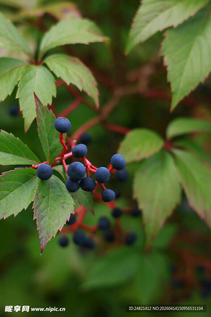 绿叶间的蓝紫色浆果