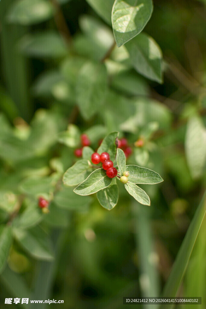 绿叶间的鲜红浆果