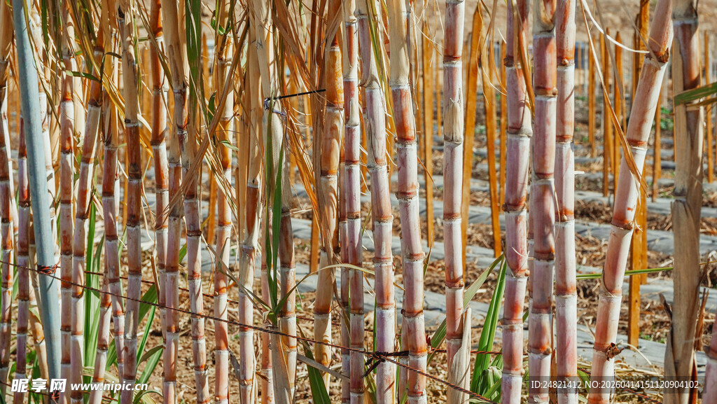 茂密甘蔗林的独特景致