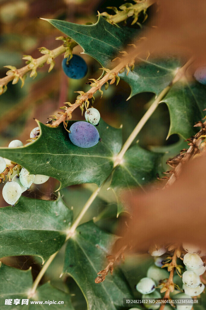 绿叶间的多彩浆果