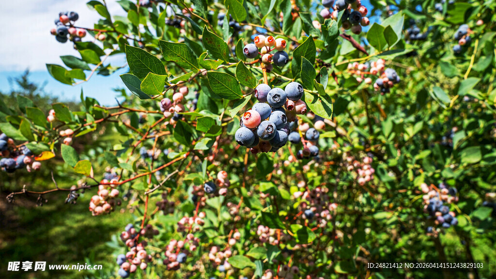 枝头蓝莓果实累累