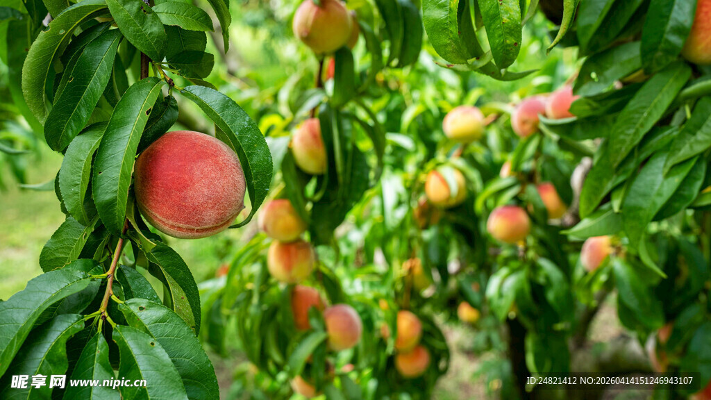 枝头硕果累累的鲜嫩桃子