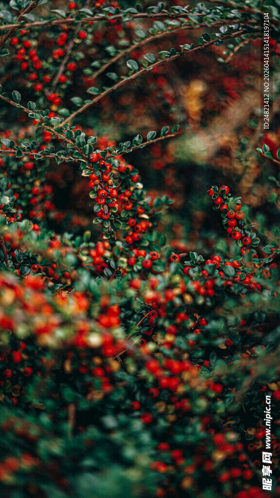 红果绿叶交织的自然美景