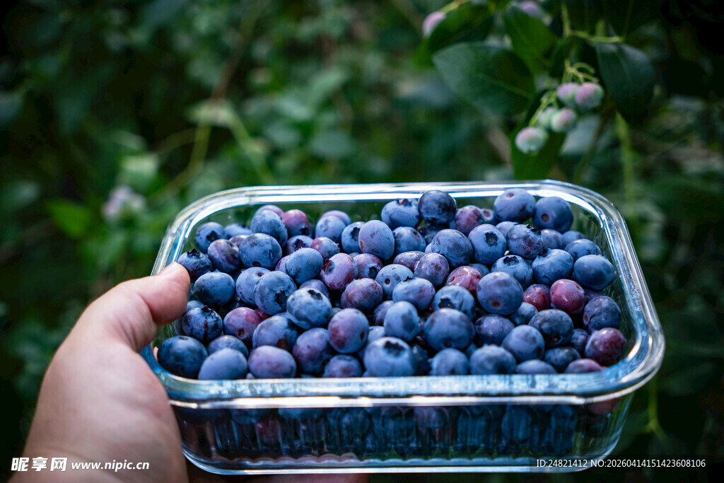 手捧新鲜蓝莓果