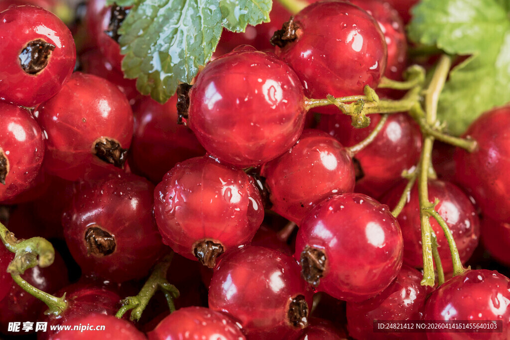 红醋栗果实特写