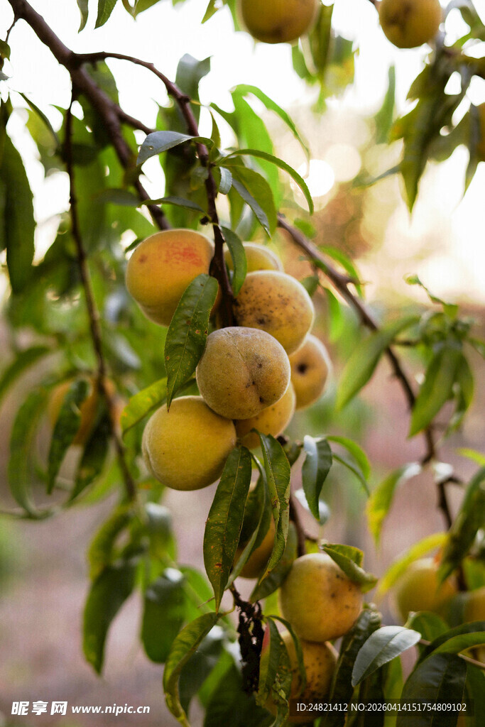 枝头饱满黄杏挂满绿叶