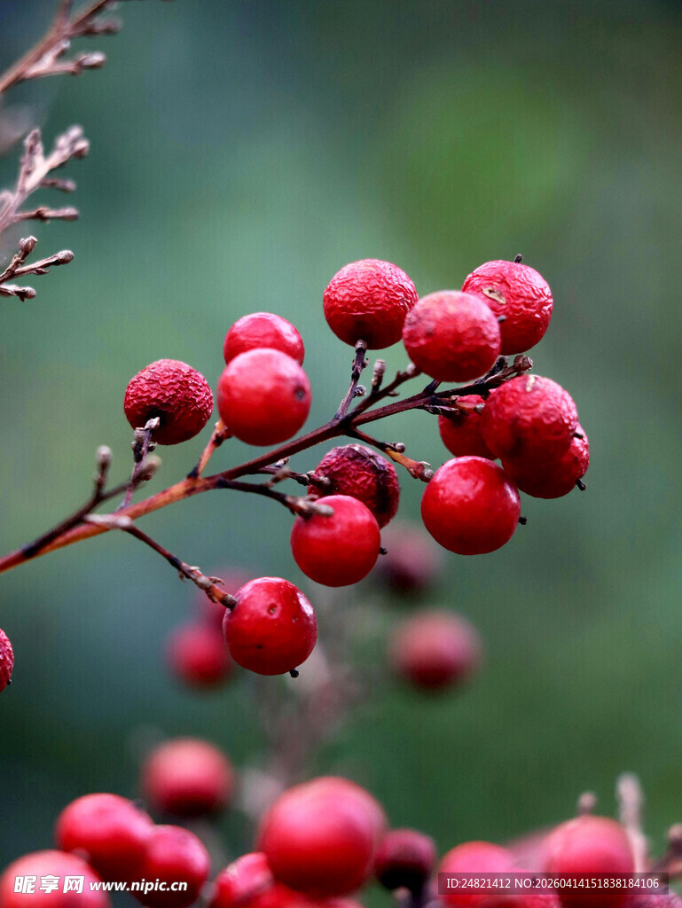 红果满枝的植物特写