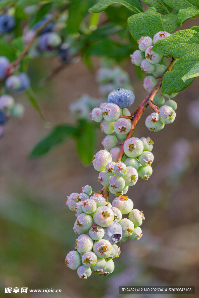 成熟的蓝莓果实挂满枝头