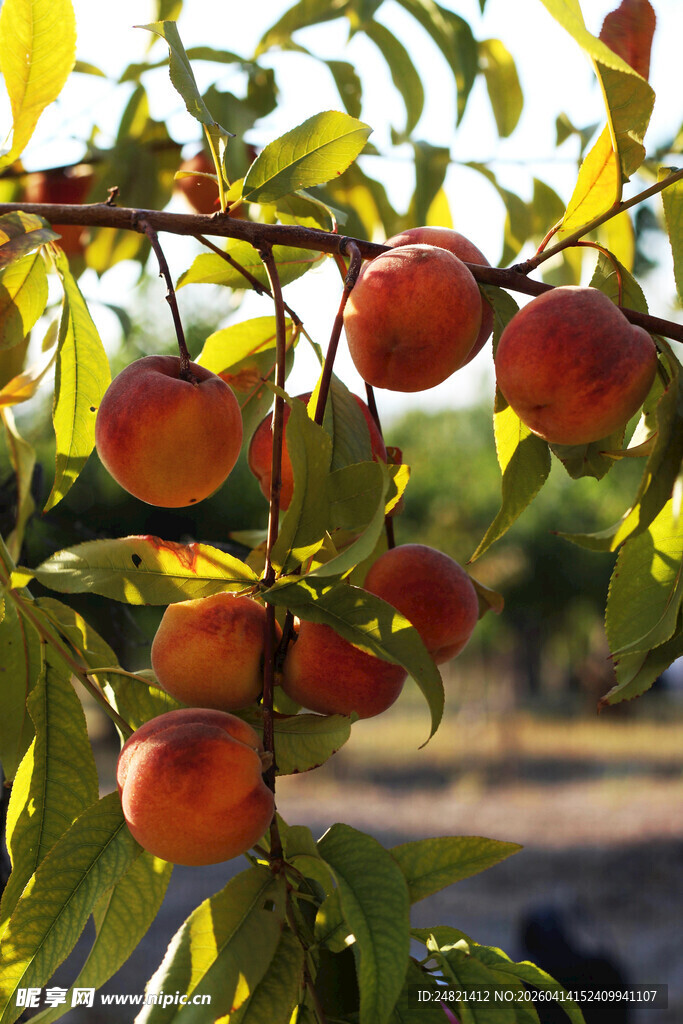 枝头鲜嫩桃子挂满绿叶间