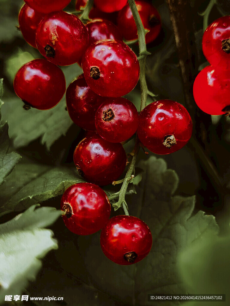 红醋栗果实特写
