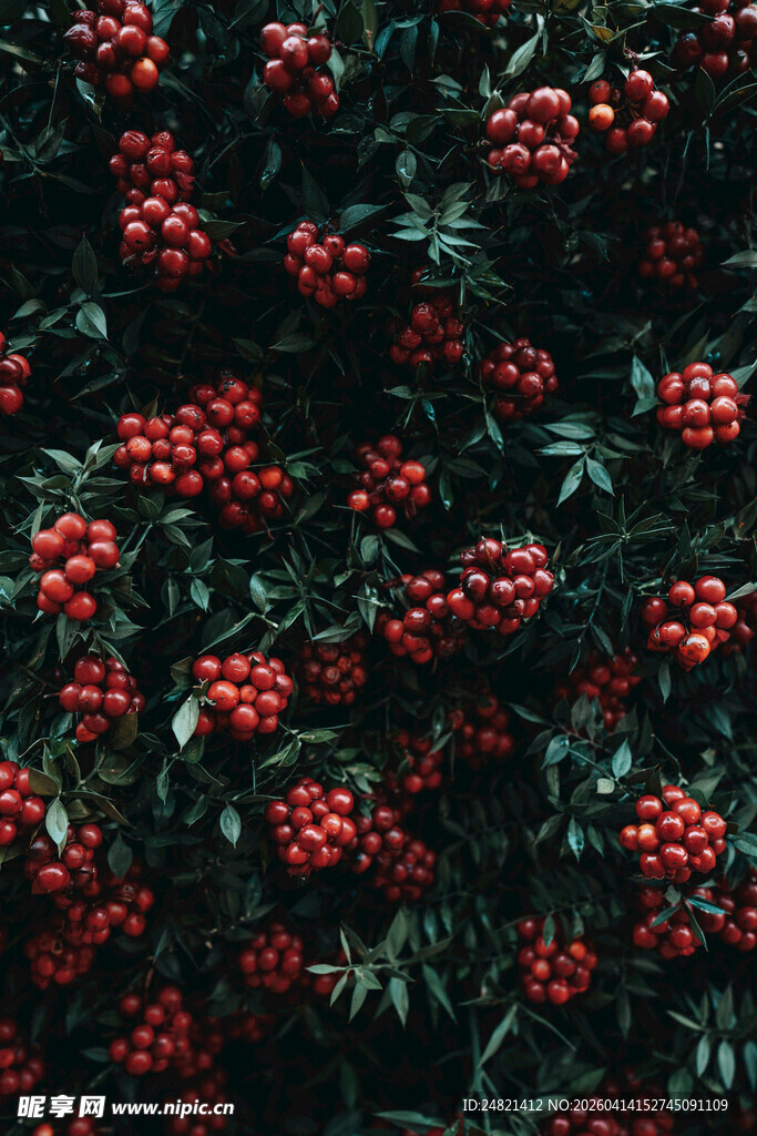 红果满枝的美丽植物景观