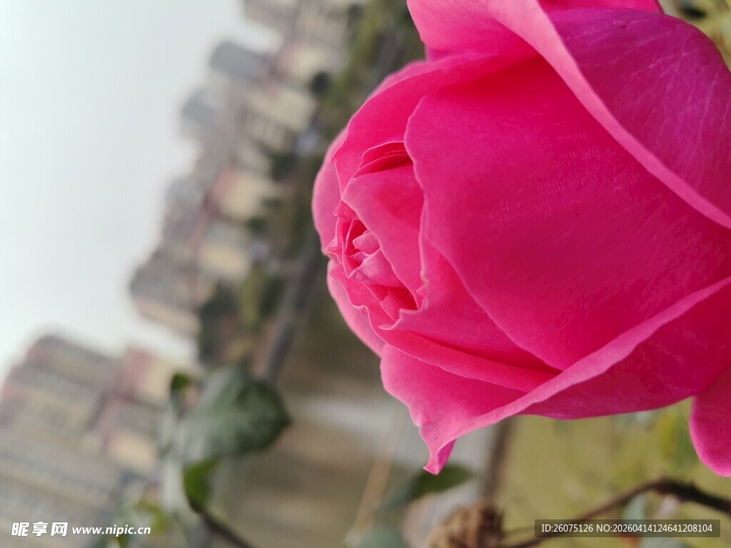 娇艳欲滴的粉红玫瑰花