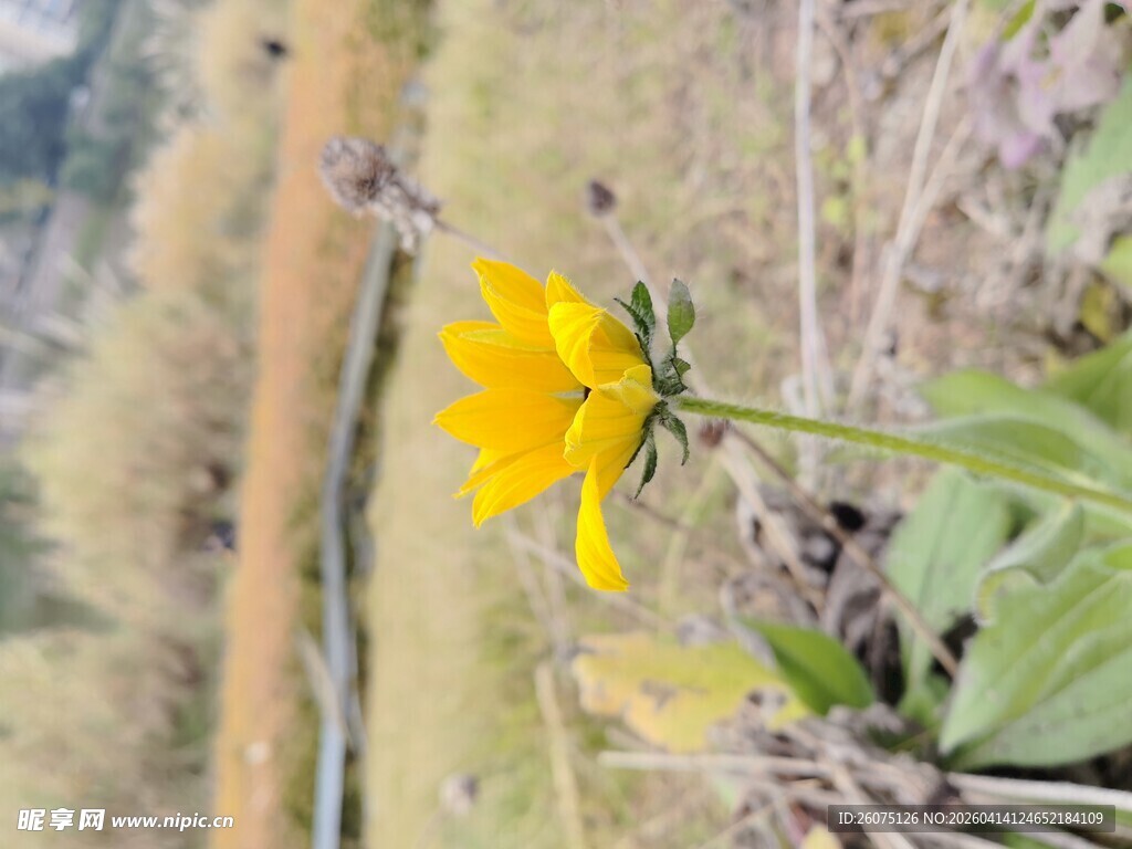 田野中的黄色绽放小花