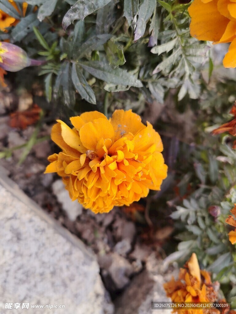 鲜艳橘色万寿菊特写