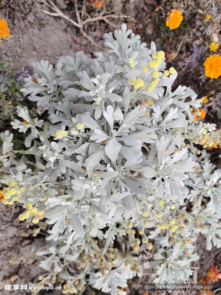 银叶植物与黄色小花