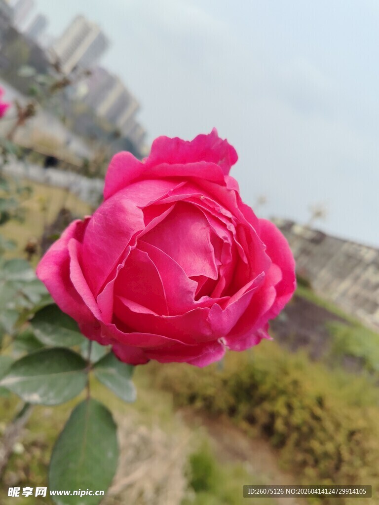 娇艳盛开的粉红色月季花