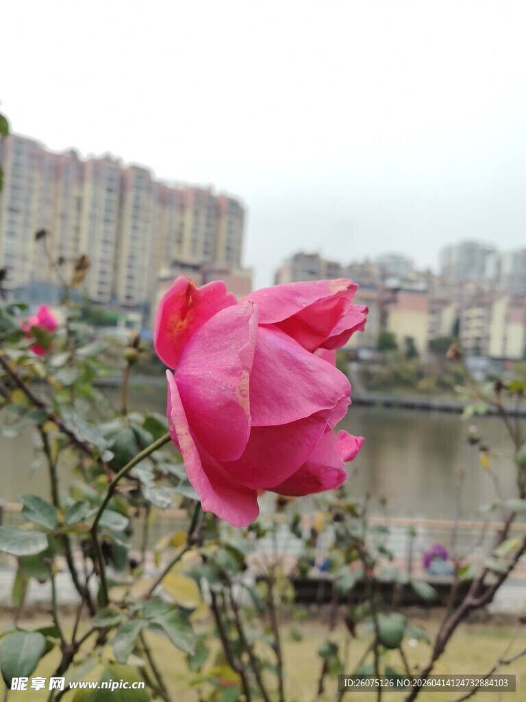 河畔绽放的娇艳粉色玫瑰