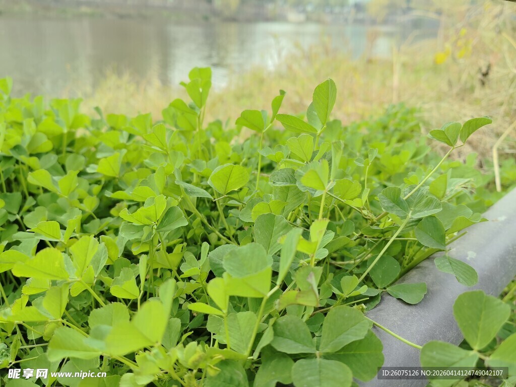 嫩绿蓬勃的植物景观