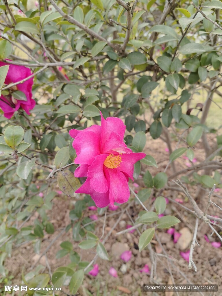 娇艳绽放的粉色花卉