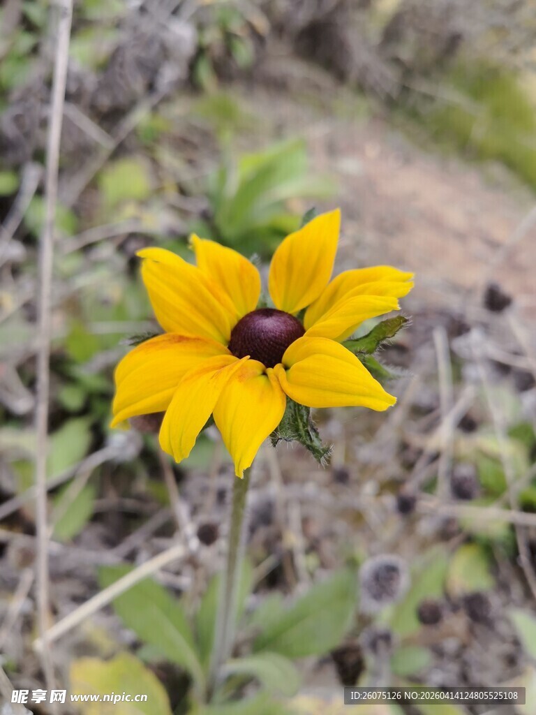 黄色黑心菊特写
