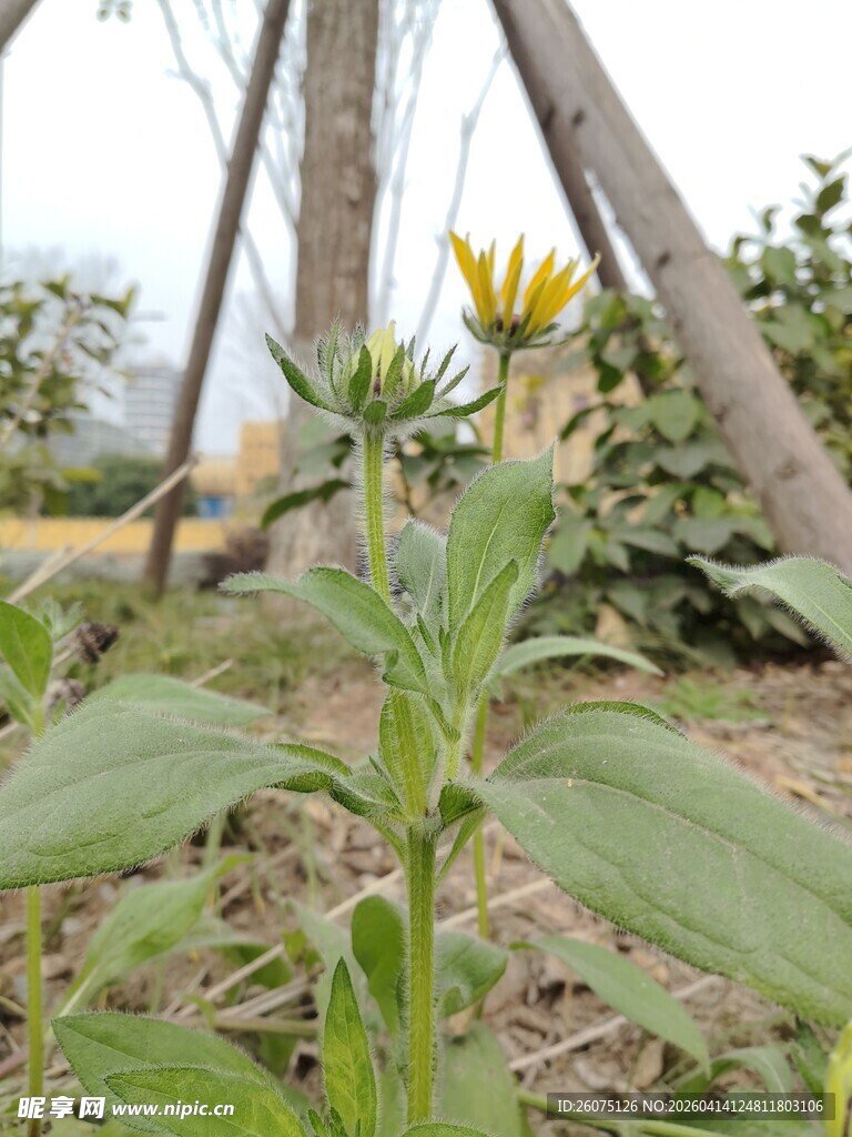 田野中的黄色花朵植物