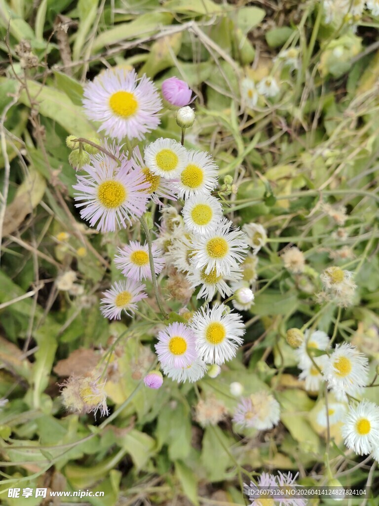 草丛中的清新小白菊