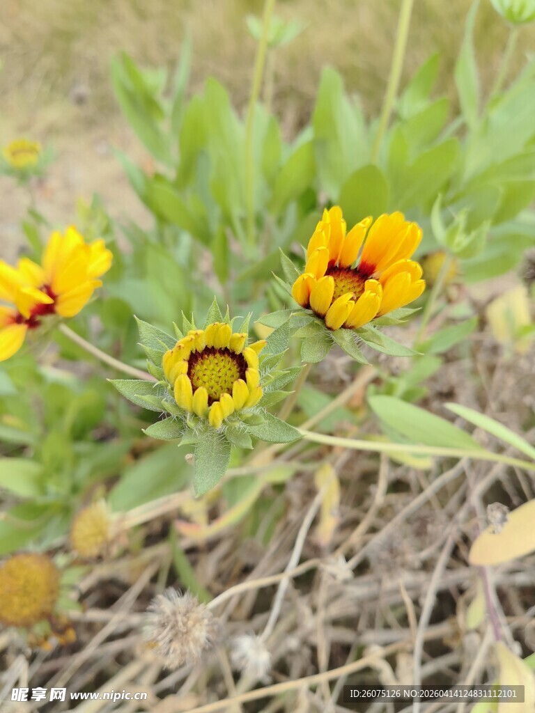 黄色小花绽放于草丛中
