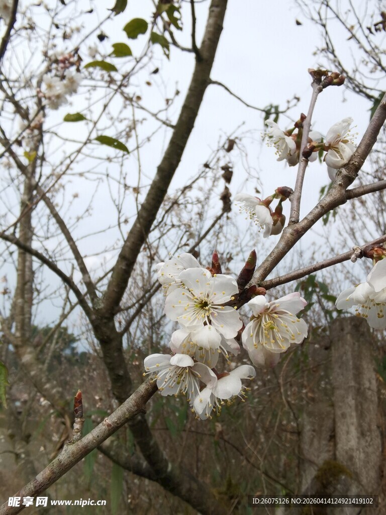 枝头绽放的洁白花朵
