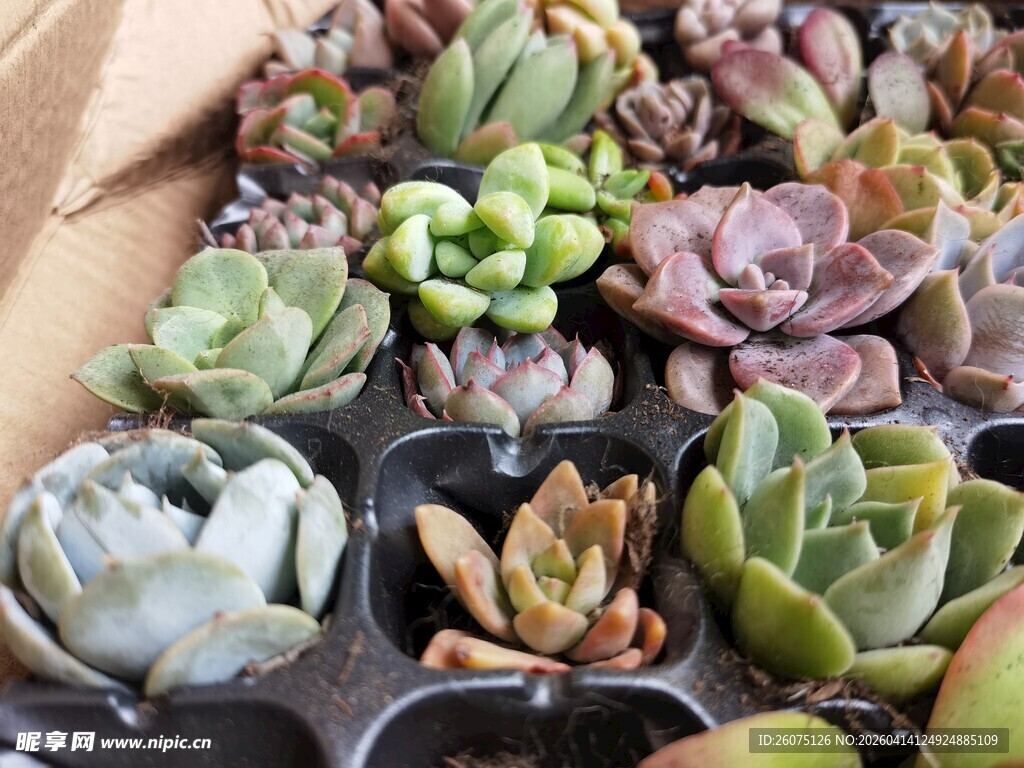 多彩多肉植物盆栽展示