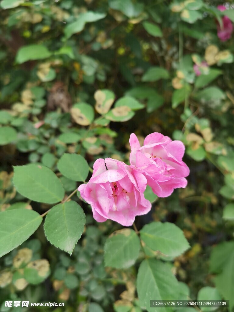 两朵娇艳的粉色月季花