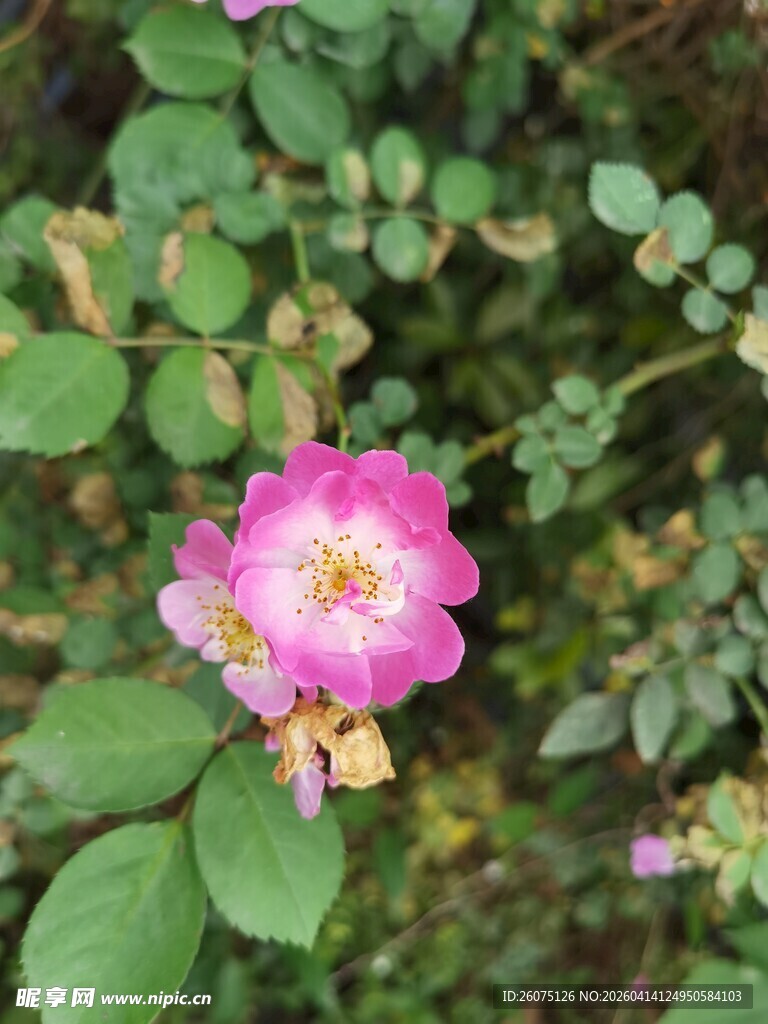 娇艳蔷薇花绽放