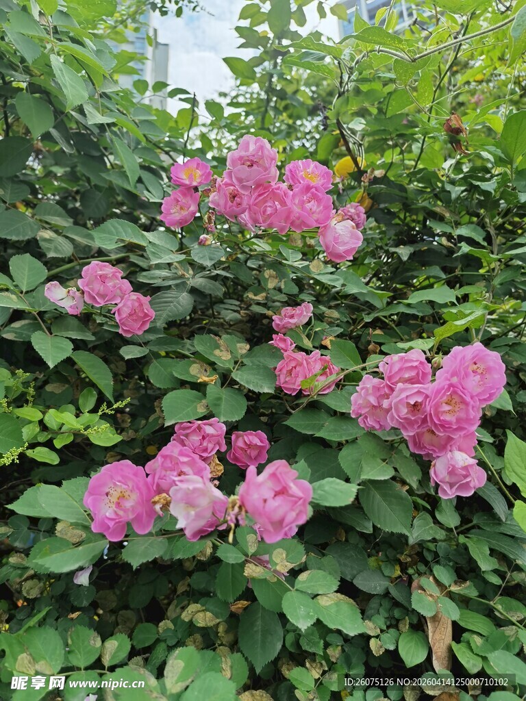 娇艳粉色花卉绽放绿叶间