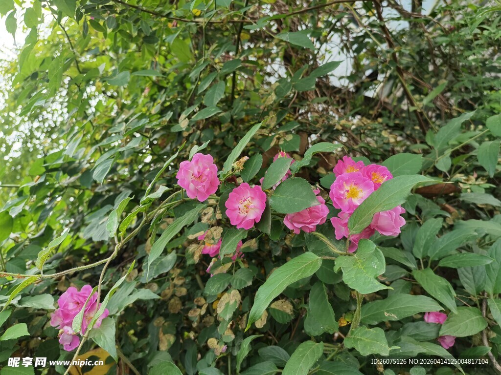 绿叶间绽放的艳丽粉花
