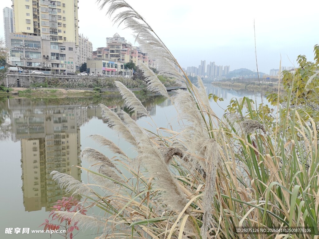河畔芦苇与城市建筑倒影