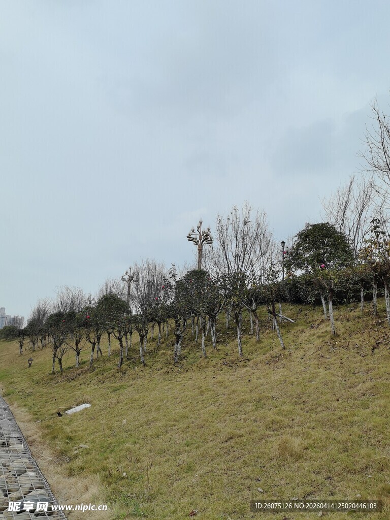 田野边的树木与草地景观