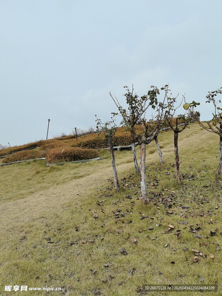田野中的几株小树