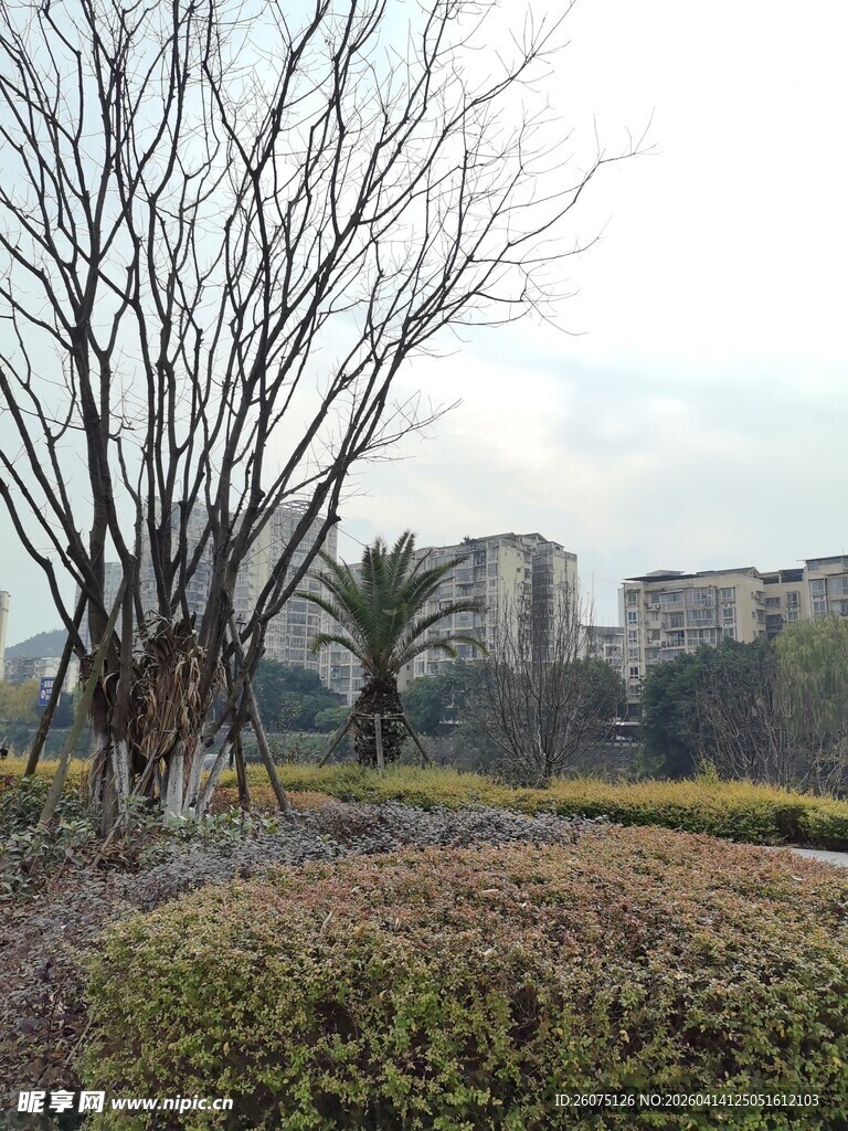 冬日城郊枯树与植被景观