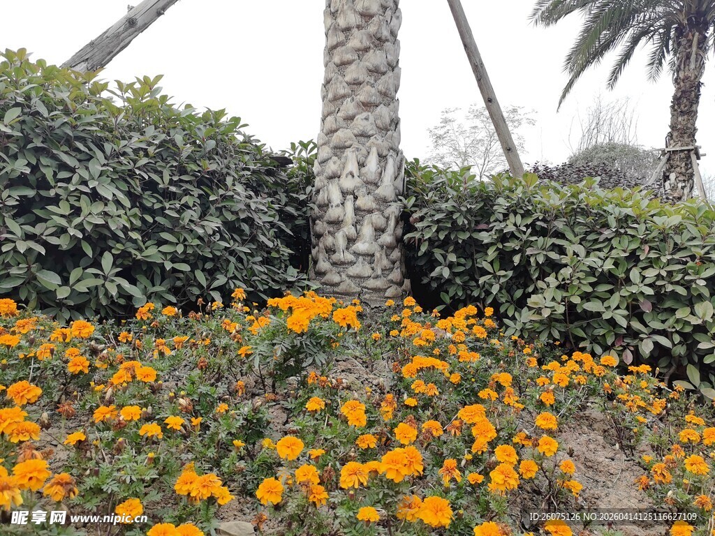 花丛中的棕榈树