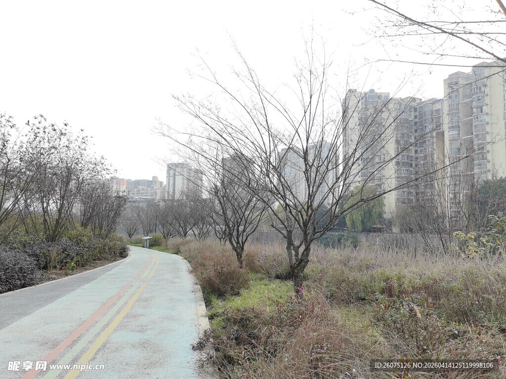 城郊空旷道路与稀疏树木