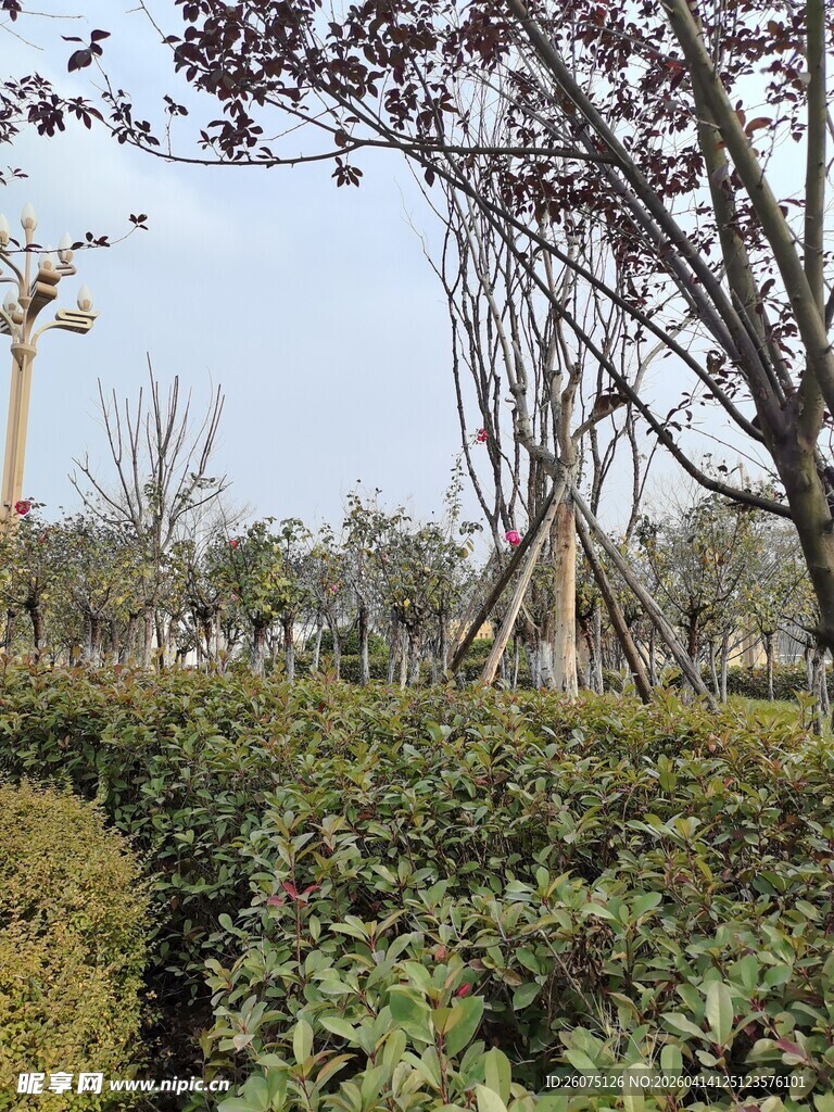 城市园林景观绿植景象