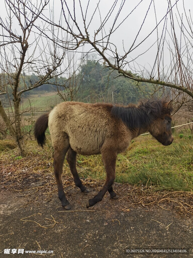 野外站立的一匹小马